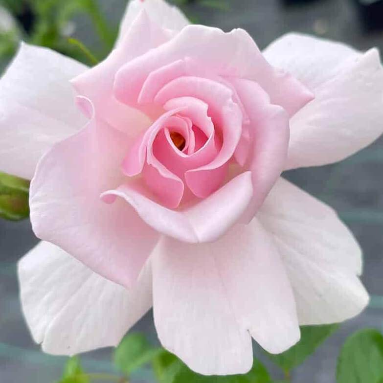 Favourite Colour Happy Birthday Rose Bush Gift Red - Rose Bush Gift - Tree2mydoor