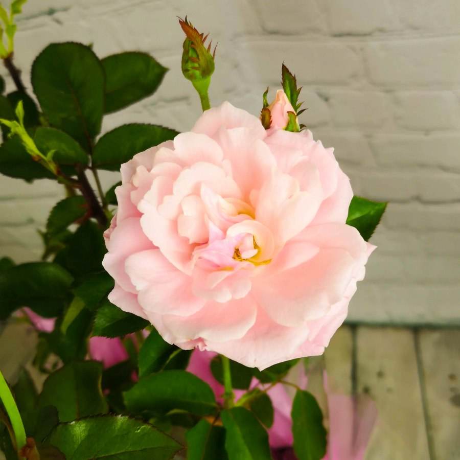 Pink Celebration Rose Gift - Rose Bush Gift - Tree2mydoor