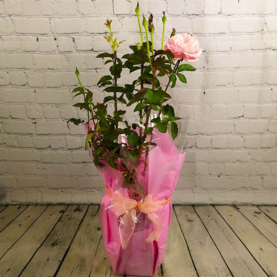 Pink Celebration Rose Gift - Rose Bush Gift - Tree2mydoor