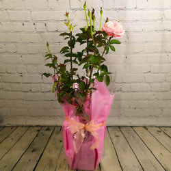 Pink Celebration Rose Gift - Rose Bush Gift - Tree2mydoor