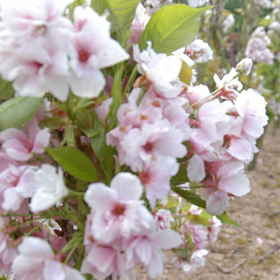 Japanese Flowering Cherry Tree Gift - Flowering Tree Gift - Tree2mydoor