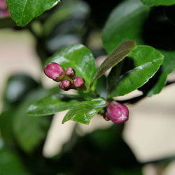 Mandarin Tree Gift - Citrus Tree Gift - Tree2mydoor