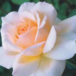 Platinum 70th Anniversary Rose Gift - Rose Bush Gift - Tree2mydoor