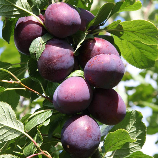 Buy a Plum (Prunus) Czar Tree