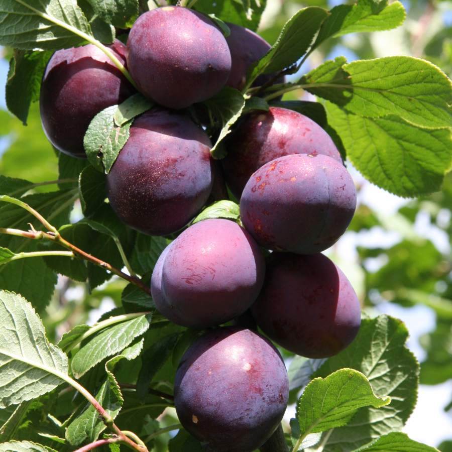 12L Plum (Prunus) Czar 1.5m - Gardeners Club - Tree2mydoor