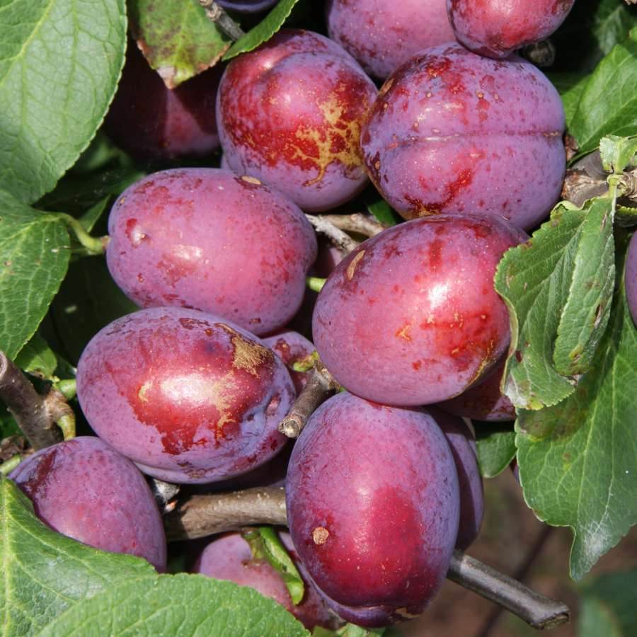12L Plum (Prunus) Jubilee 1.5m - Gardeners Club - Tree2mydoor
