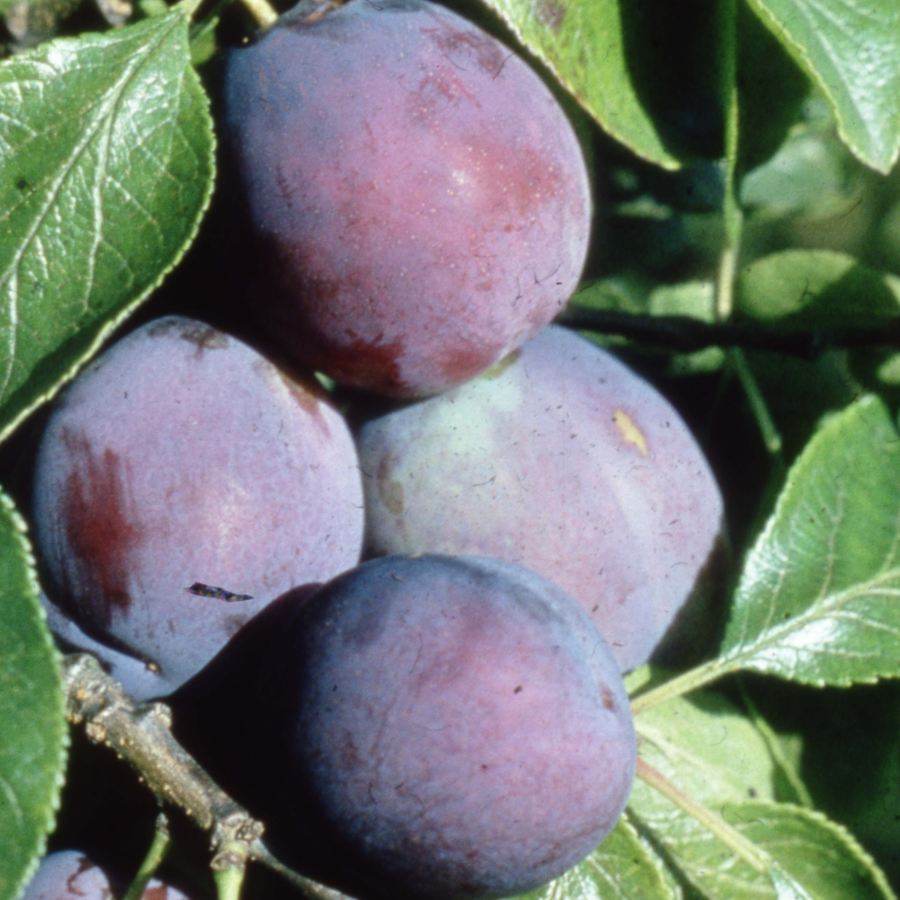 12L Plum (Prunus) Marjorie's Seedling 1.5m - Gardeners Club - Tree2mydoor