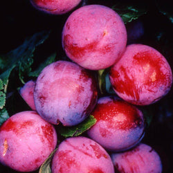 12L Plum (Prunus) Opal 1.5m VVA-1 ® (Semi Dwarfing) - Gardeners Club - Tree2mydoor
