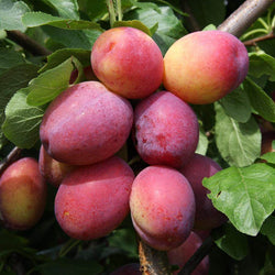 12L Plum (Prunus) Victoria 1.5m VVA-1 ® (Semi Dwarfing) - Gardeners Club - Tree2mydoor