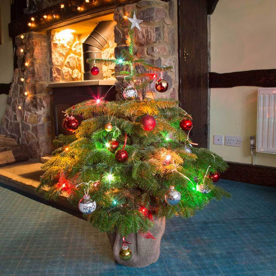 4ft Pot Grown Nordmann Fir Christmas Tree - Christmas Tree Gift - Tree2mydoor