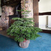 Pot Grown Nordman Fir Christmas Tree
