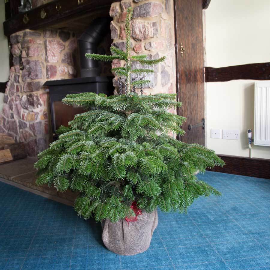 4ft Pot Grown Nordmann Fir Christmas Tree - Christmas Tree Gift - Tree2mydoor