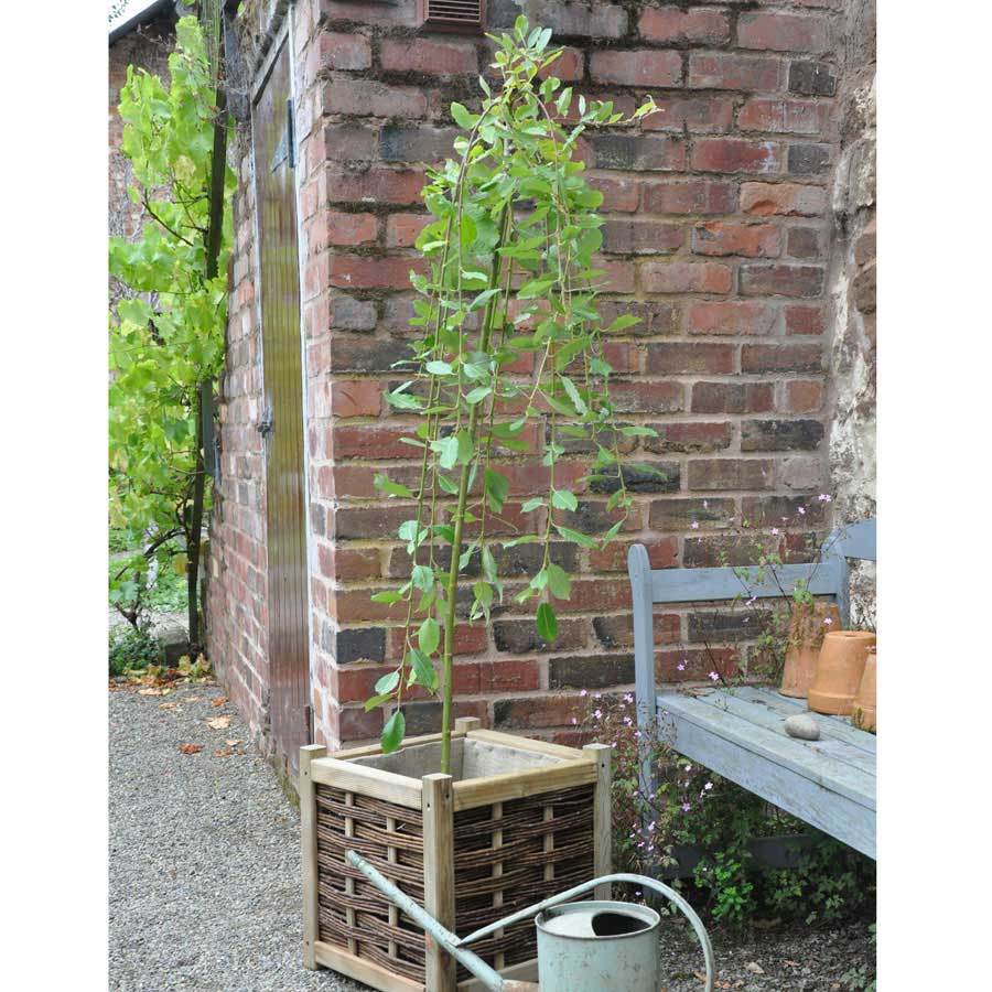 Kilmarnock Willow Tree Gift - Gardeners Club - Tree2mydoor