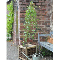 Kilmarnock Willow Tree Gift - Gardeners Club - Tree2mydoor