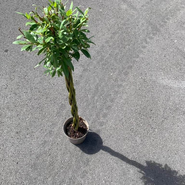 Potted Willow Wand Gift Small - Willow - Tree2mydoor