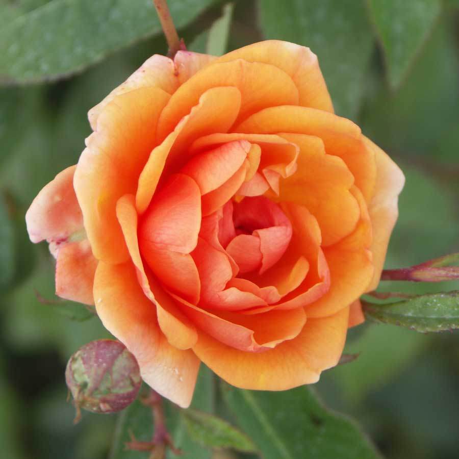 Precious Memories Rose Bush Gift - Rose Bush Gift - Tree2mydoor