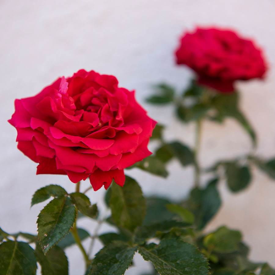 Pride of England Rose Gift - Rose Bush Gift - Tree2mydoor