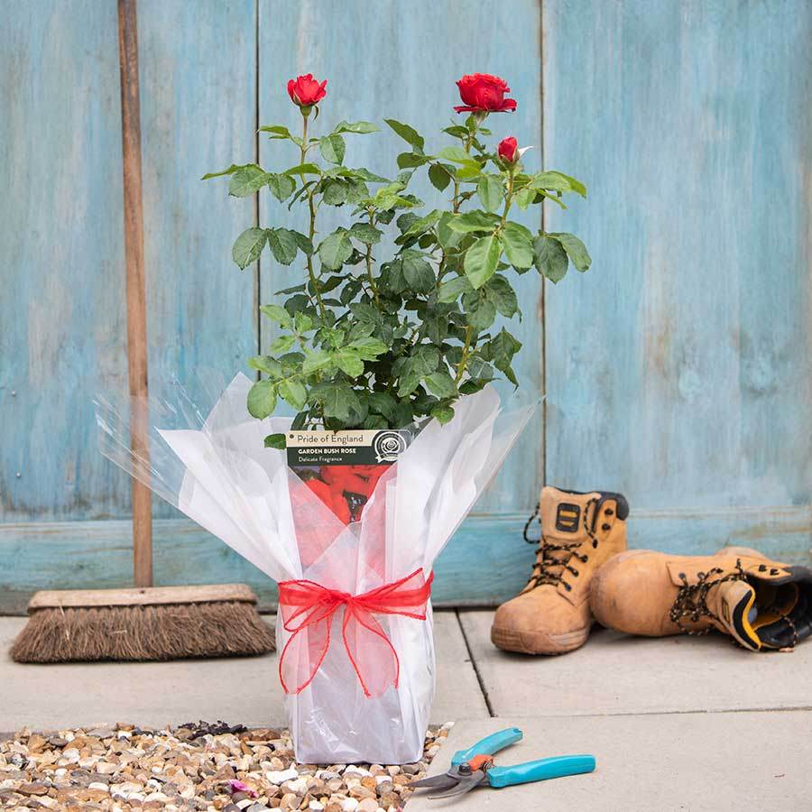 Pride of England Rose Gift - Rose Bush Gift - Tree2mydoor