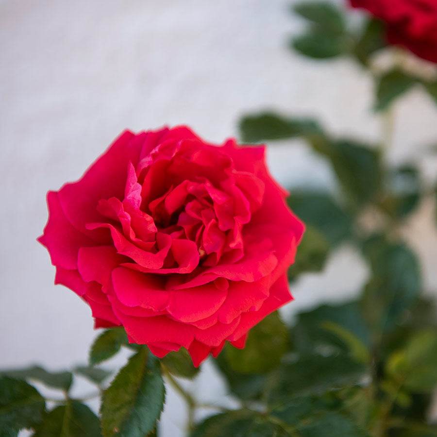 Pride of England Rose Gift - Rose Bush Gift - Tree2mydoor