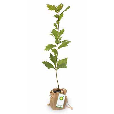 Promotional Tree in Hessian Bag