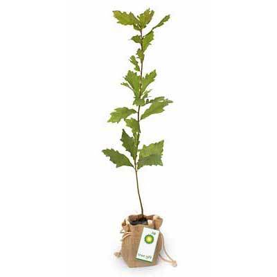 Promotional Trees in Hessian Bags - Tree2mydoor Business - Tree2mydoor