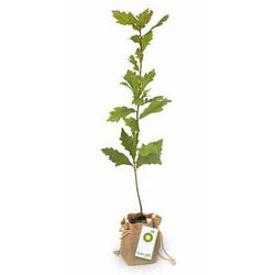 Promotional Trees in Hessian Bags - Tree2mydoor Business - Tree2mydoor
