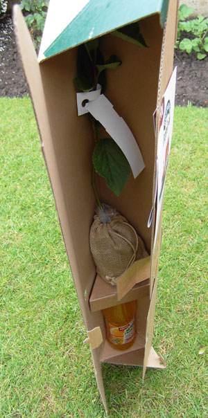 Promo Trees in Triangle Gift Boxes - Tree2mydoor Business - Tree2mydoor