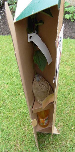 Promo Trees in Triangle Gift Boxes - Tree2mydoor Business - Tree2mydoor