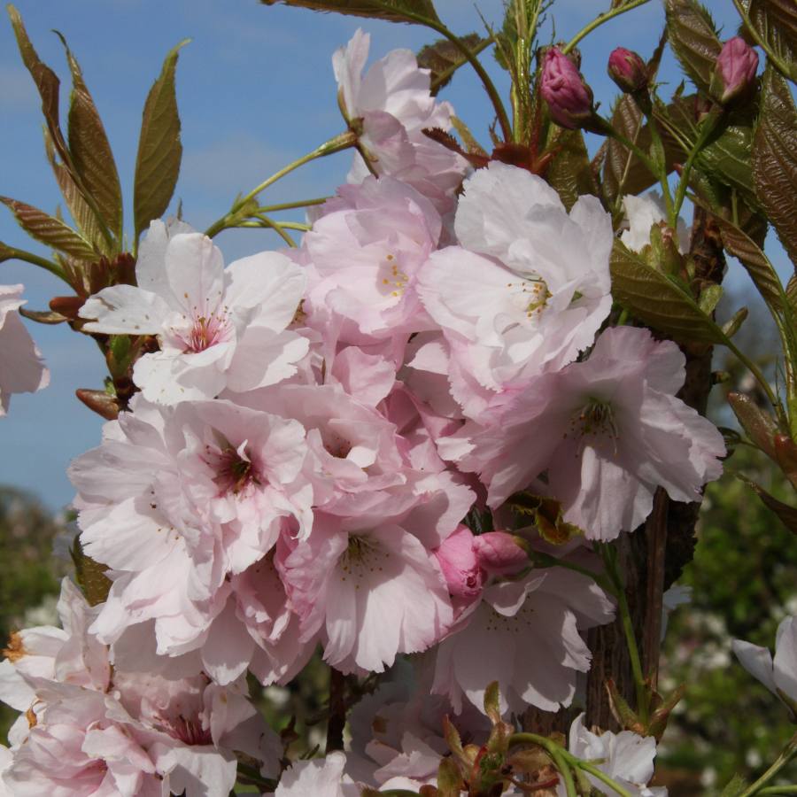 Prunus Amanogawa cherry blossom