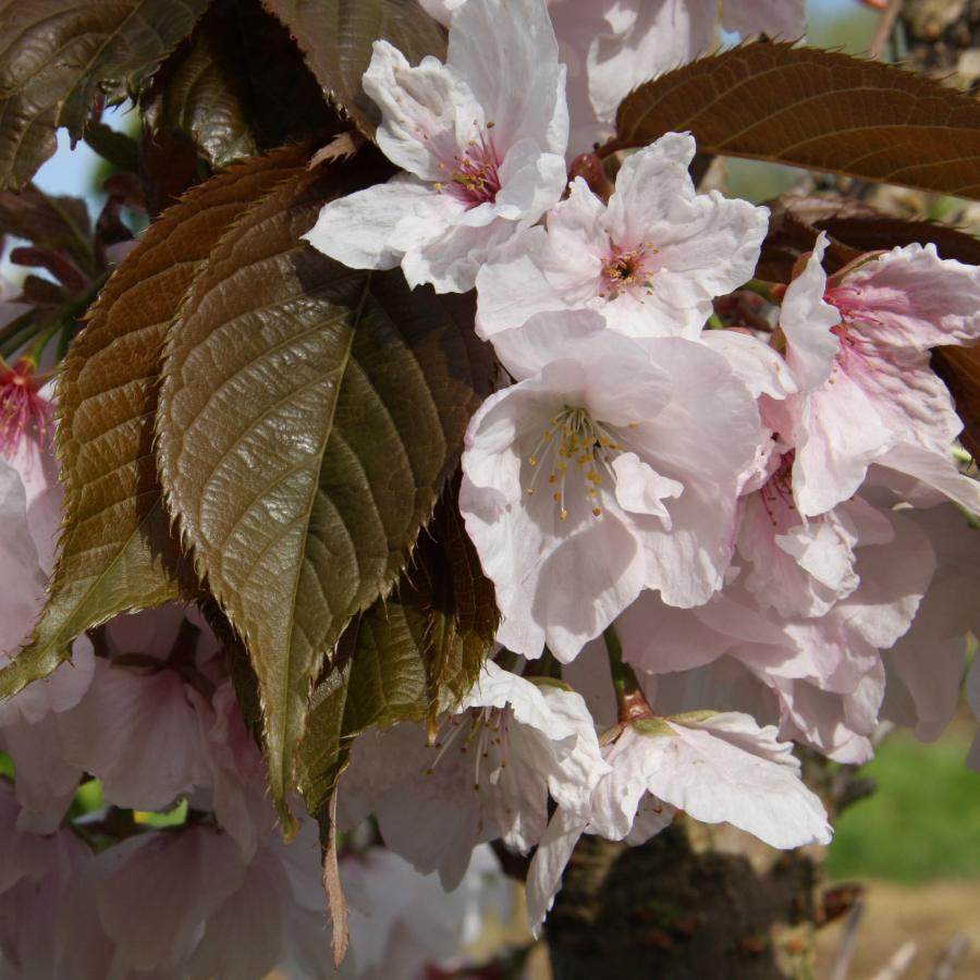 12L Prunus 'Chocolate Ice' (Matusmae fuki) 1.5m - Gardeners Club - Tree2mydoor