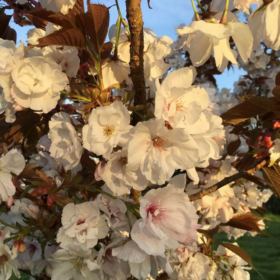 12L Prunus 'Fragrant Cloud' (Shizuka) 1.5m - Gardeners Club - Tree2mydoor