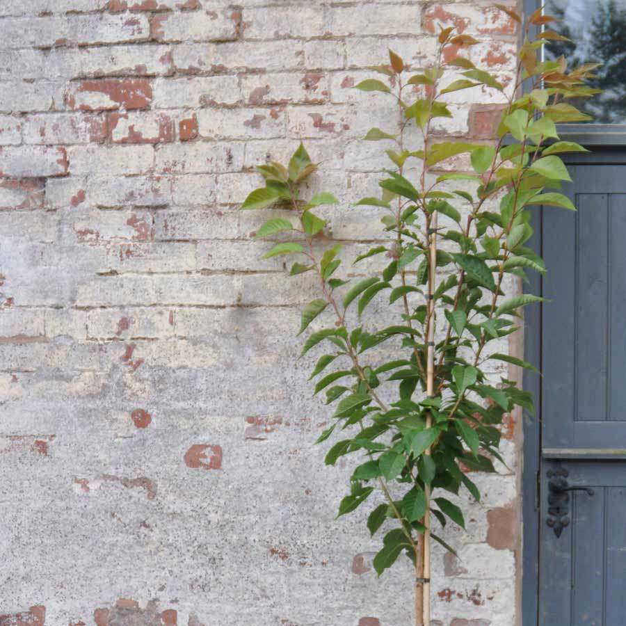 Japanese Flowering Cherry Tree Gift - Flowering Tree Gift - Tree2mydoor