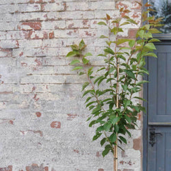 Japanese Flowering Cherry Tree Gift - Flowering Tree Gift - Tree2mydoor