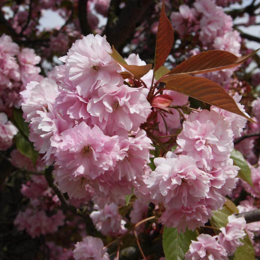 12L Prunus 'Kanzan' 1.5m - Gardeners Club - Tree2mydoor
