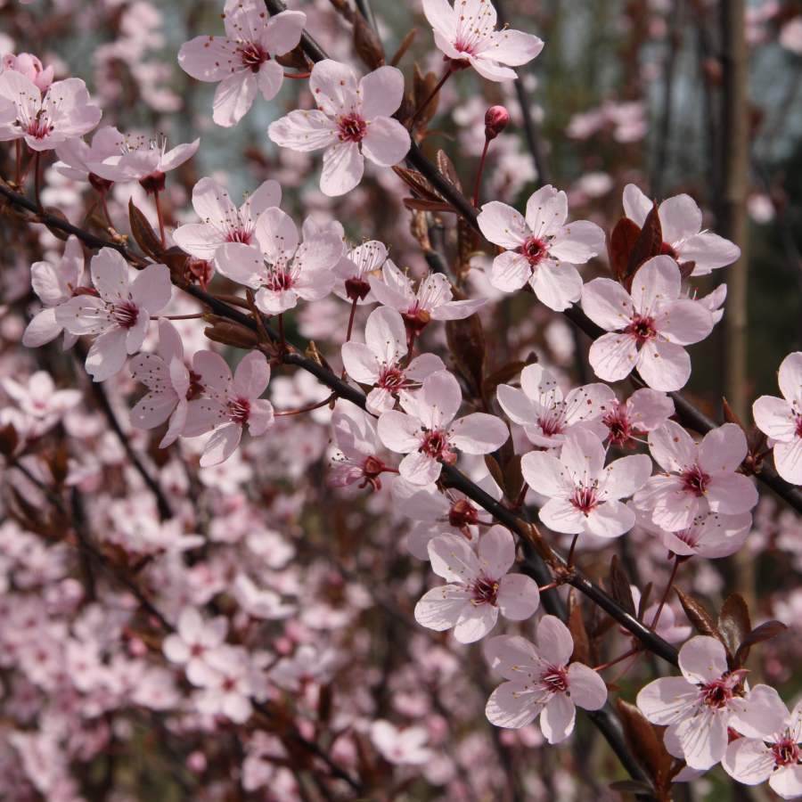12L Prunus cerasifera 'Nigra' 1.5m - Gardeners Club - Tree2mydoor