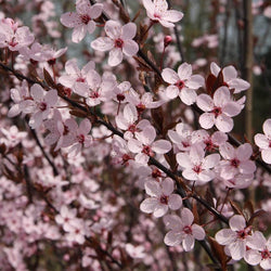 12L Prunus cerasifera 'Nigra' 1.5m - Gardeners Club - Tree2mydoor