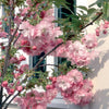 Prunus Pink Perfection Flowering Cherry Tree