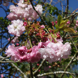 12L Prunus 'Pink Perfection' 1.5m - Gardeners Club - Tree2mydoor