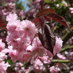 12L Prunus 'Royal Burgundy' 1.5m - Gardeners Club - Tree2mydoor