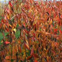 12L Prunus 'Snow Showers' 1.5m - Gardeners Club - Tree2mydoor