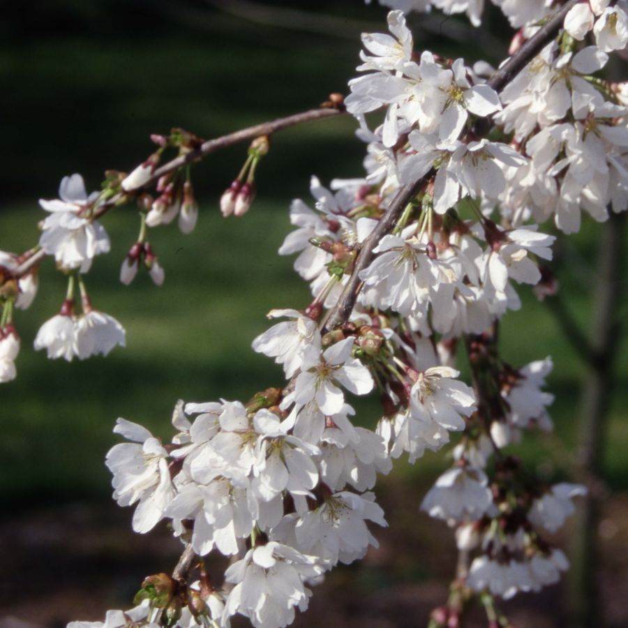 12L Prunus 'Snow Showers' 1.5m - Gardeners Club - Tree2mydoor