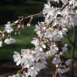 12L Prunus 'Snow Showers' 1.5m - Gardeners Club - Tree2mydoor