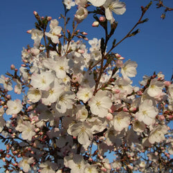 11.5L Prunus 'The Bride' 1.5m - Gardeners Club - Tree2mydoor