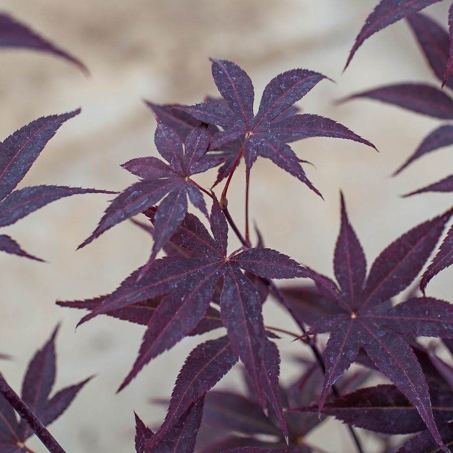 Favourite Colour Japanese Maple Tree Gift Red - Acer Tree Gift - Tree2mydoor