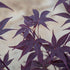 Purple Japanese Maple Tree Gift
