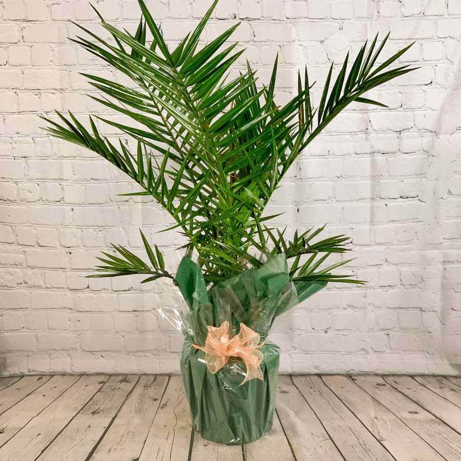 Phoenix Palm - Indoor Plant Gift - Tree2mydoor