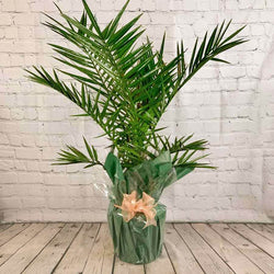 Phoenix Palm - Indoor Plant Gift - Tree2mydoor