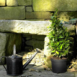 Bay Laurel Pyramid Gift - Bay Tree Gift - Tree2mydoor