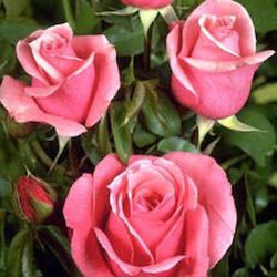 Queen Elizabeth Rose Bush Gift - Rose Bush Gift - Tree2mydoor