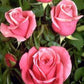 Queen Elizabeth Rose Bush Gift